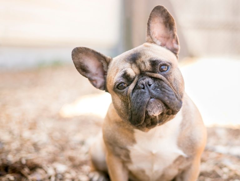 Französische Bulldogge zu verkaufen – Die wichtigsten Informationen für zukünftige Hundebesitzer