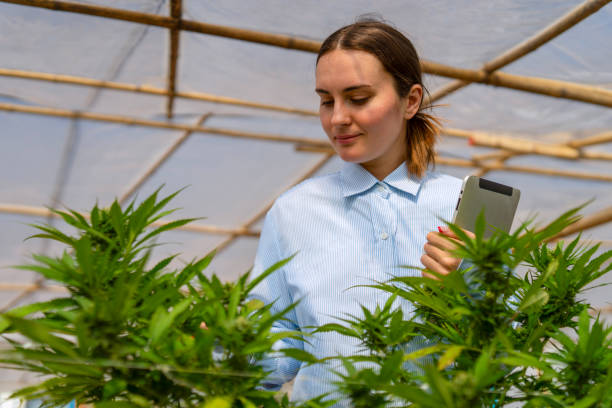 Einladung Cannabis Club: Was Sie vor Ihrem Besuch wissen müssen
