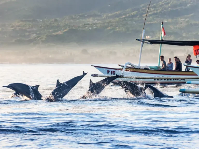 Planungshilfe für Delfin Tour Hurghada: Wichtige Tipps für eine private Speedboot-Tour mit Schnorcheln