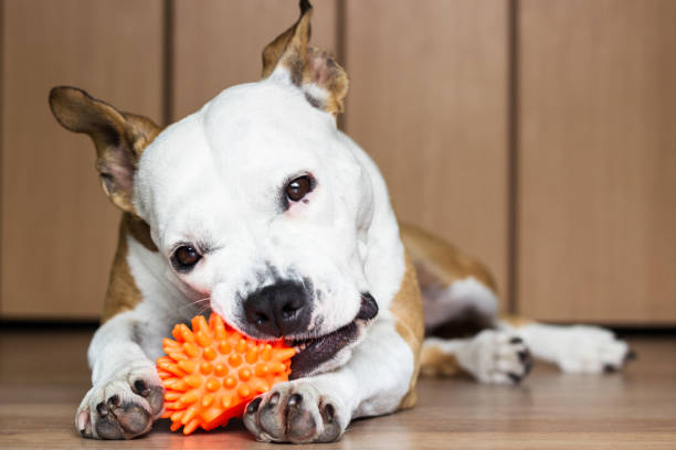 TPE-Material bei Hundespielzeug: Warum thermoplastische Elastomere interessant sind