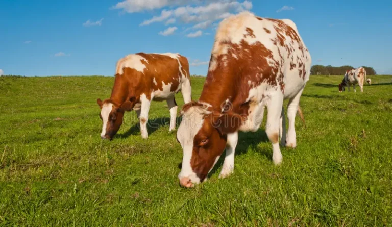 Hereford Rindfleisch aus artgerechter Weidehaltung genießen